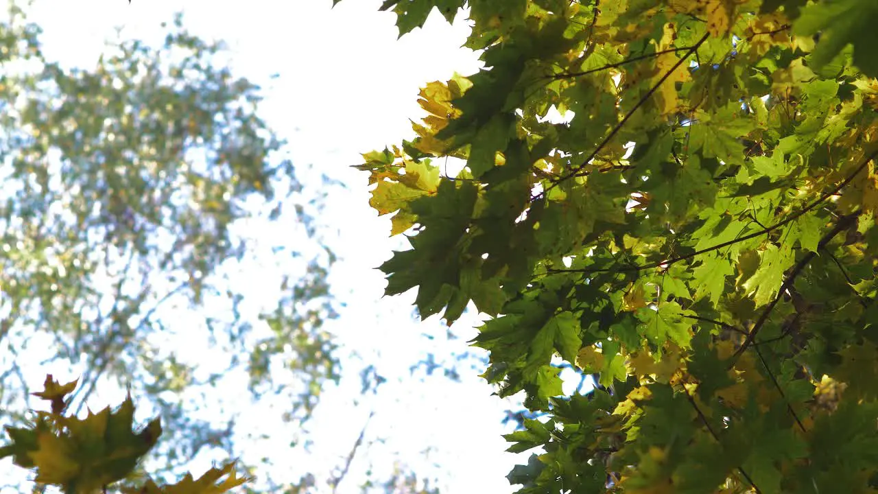 Maple leaves moving in slow wind in sunny day close up