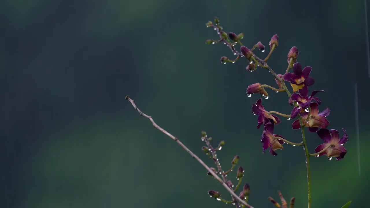 Queen Victoria dendrobium Flower under heavy rain in garden Mahe Seychelles 30fps