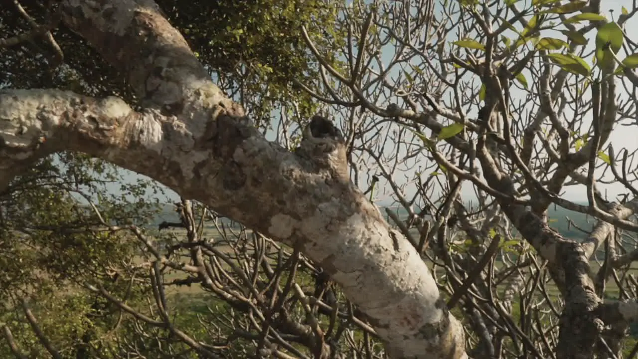 up-close of a tree with many branches in a forest