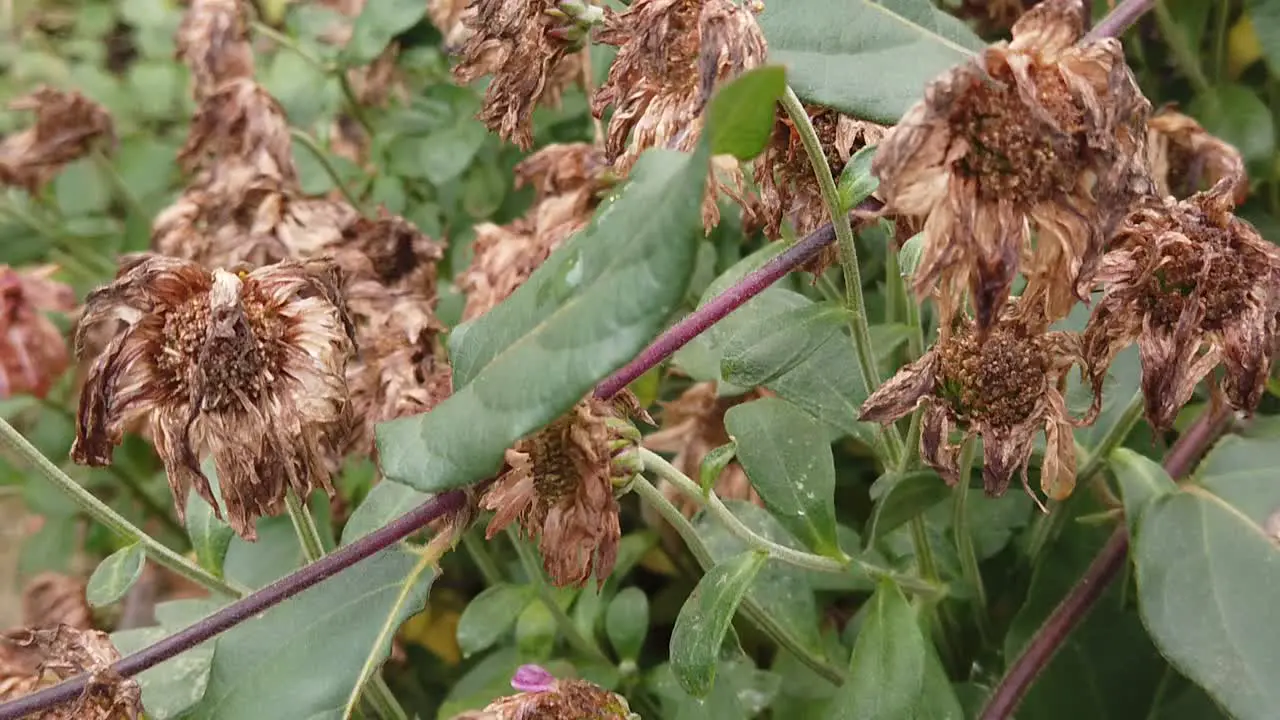 The sign of autumn hitting the petals of the flowers and bring them to a dead and gone appearance