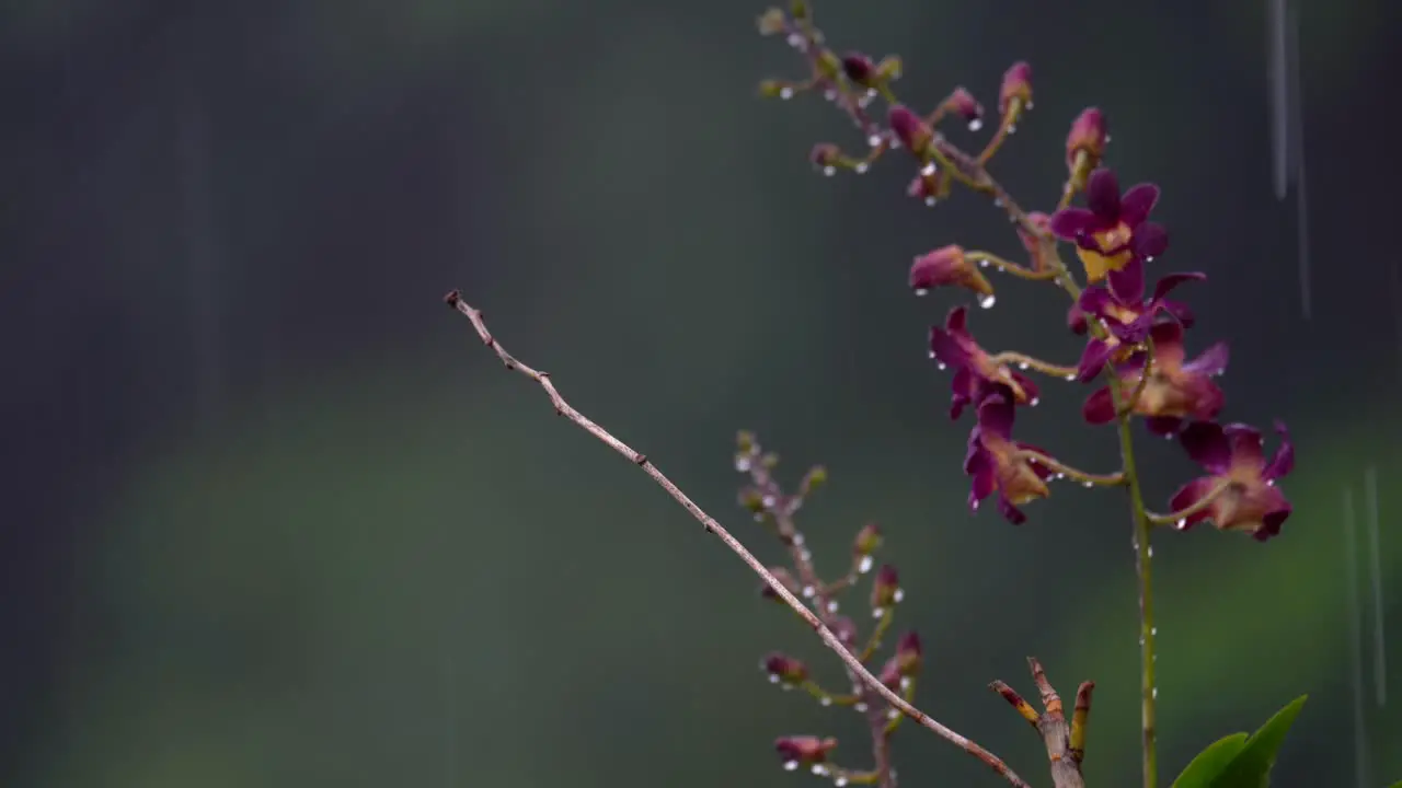 Queen Victoria dendrobium Flower under heavy rain in garden Mahe Seychelles 30fps 2