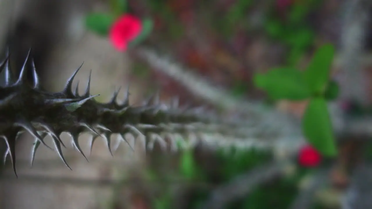 Close-up view of spiked flower in garden