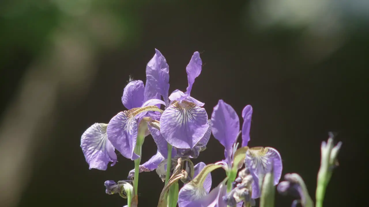 Beautiful colorful violet iris flowers sway in the wind