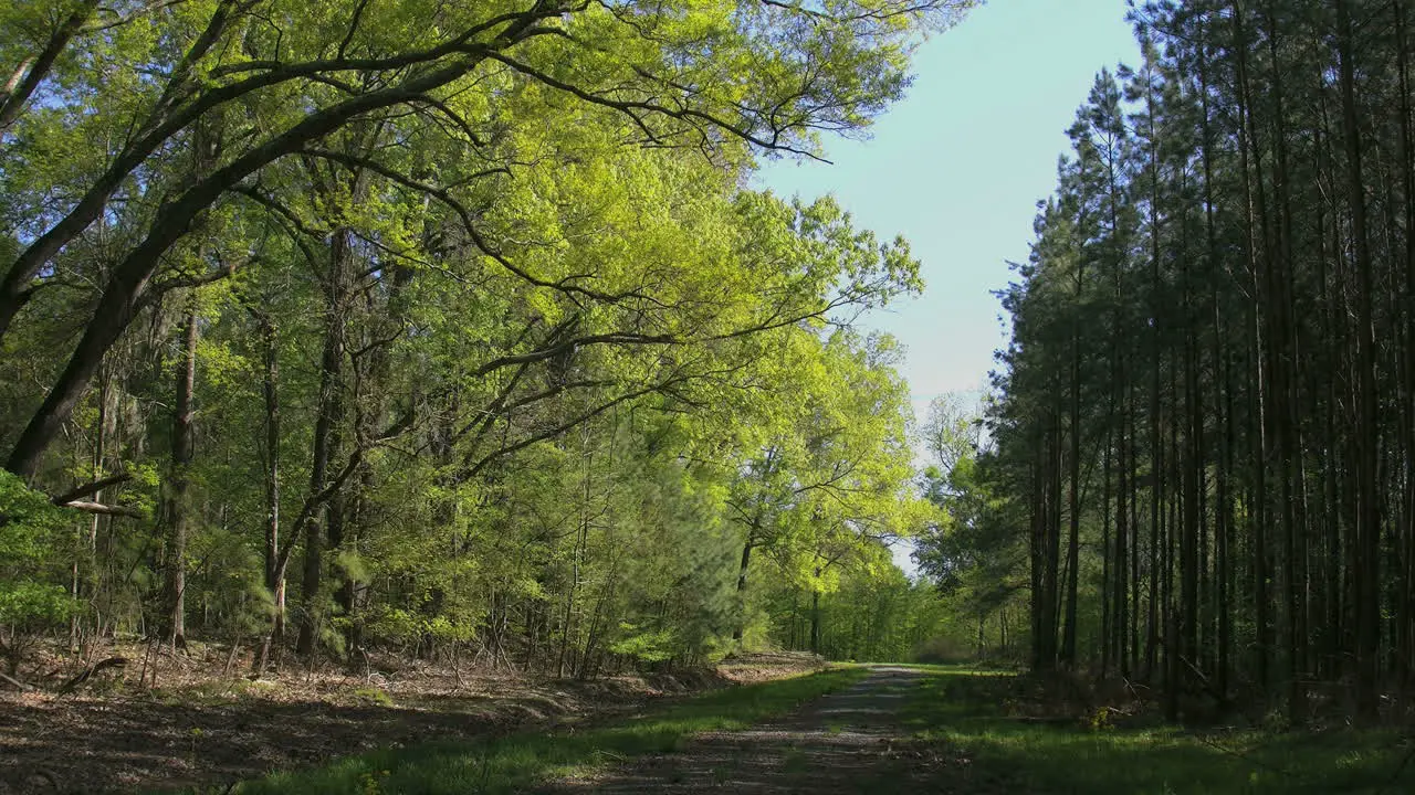 Mississippi Lane In Spring Woods