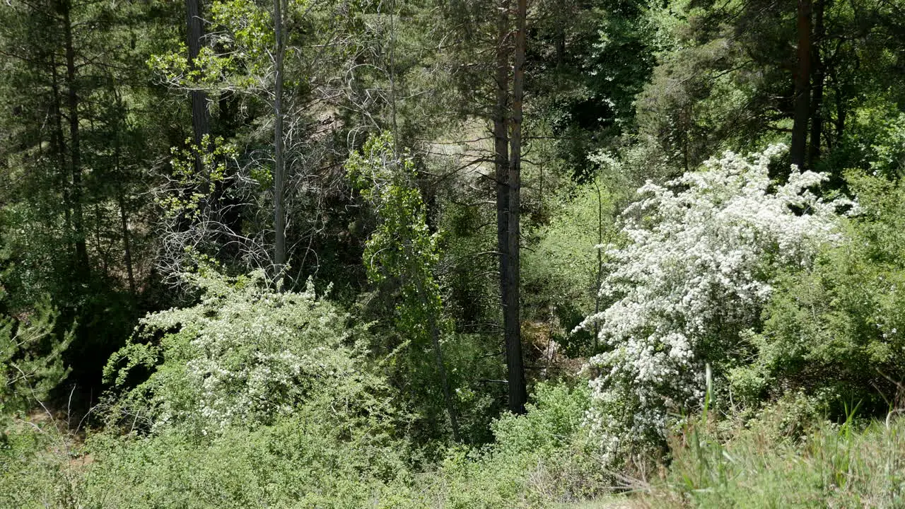 Spain Sierra De Gudar Blooming Trees