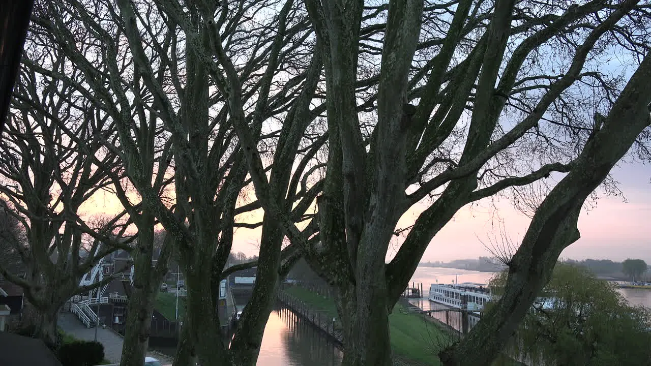 Netherlands Plane Trees Along A Rhine Distributary At Dawn