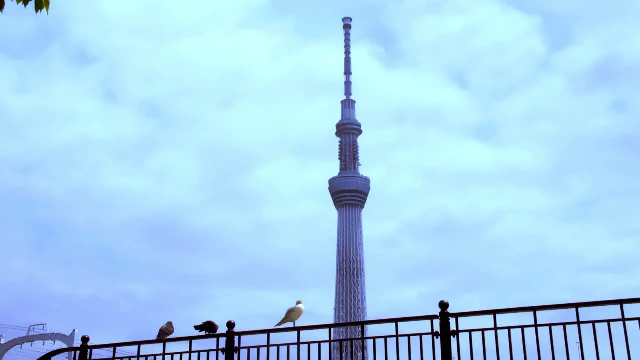 TOKYO SKYTREE ASAKUSA TOKYO JAPAN circa April 2020 seagul crow pigeon perching on iron fence in peaceful spring day as seen famous Tokyo Skytree with cloudy blue sky behind