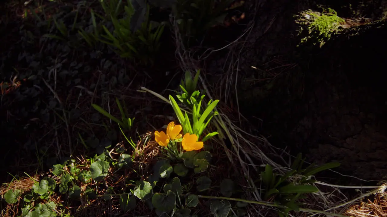 Yellow crocus growing in the garden in spring time right before easter 4K