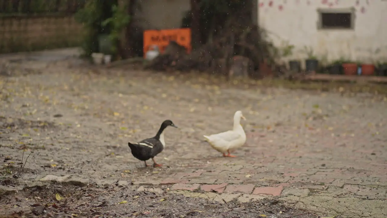 Nature HD | Ducks in farm