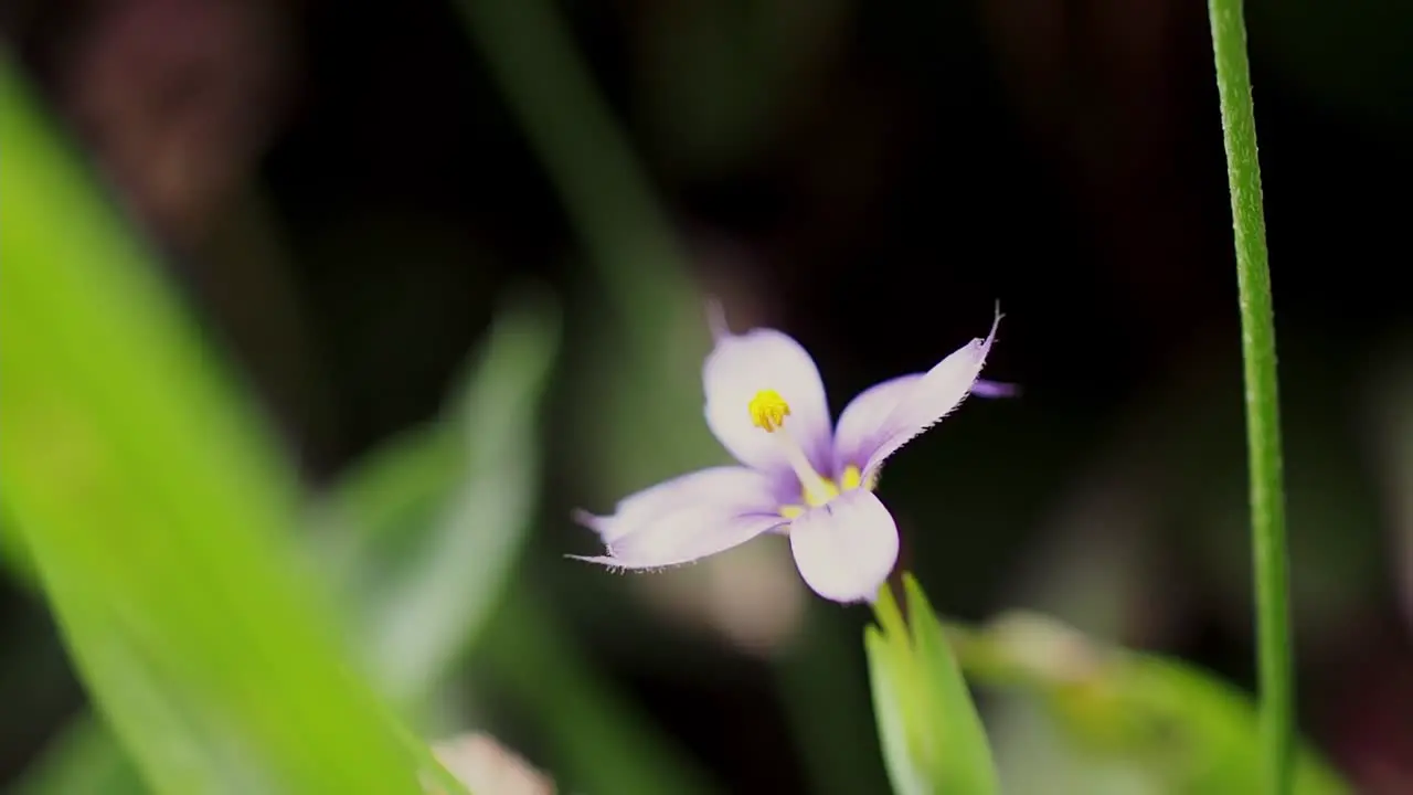 Bermudiana or the blued-eyed-grass