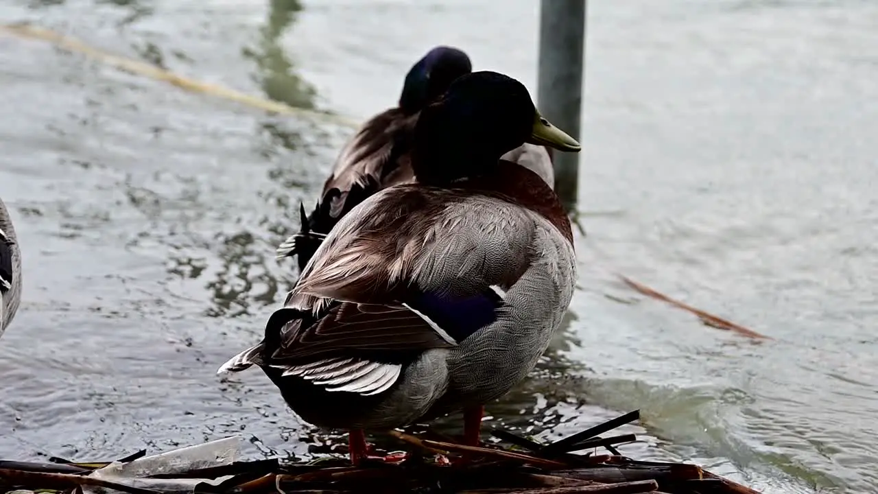 group of mallard ducks near the shore of the lake