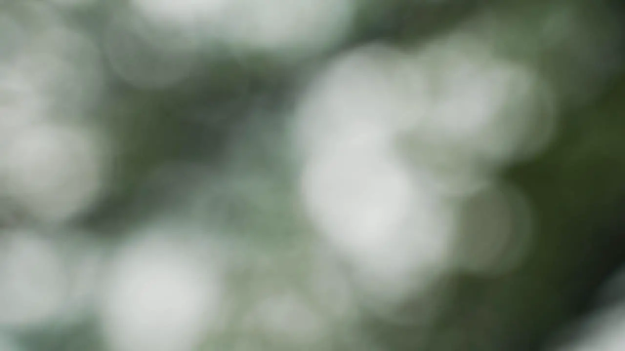 Green nature bokeh background