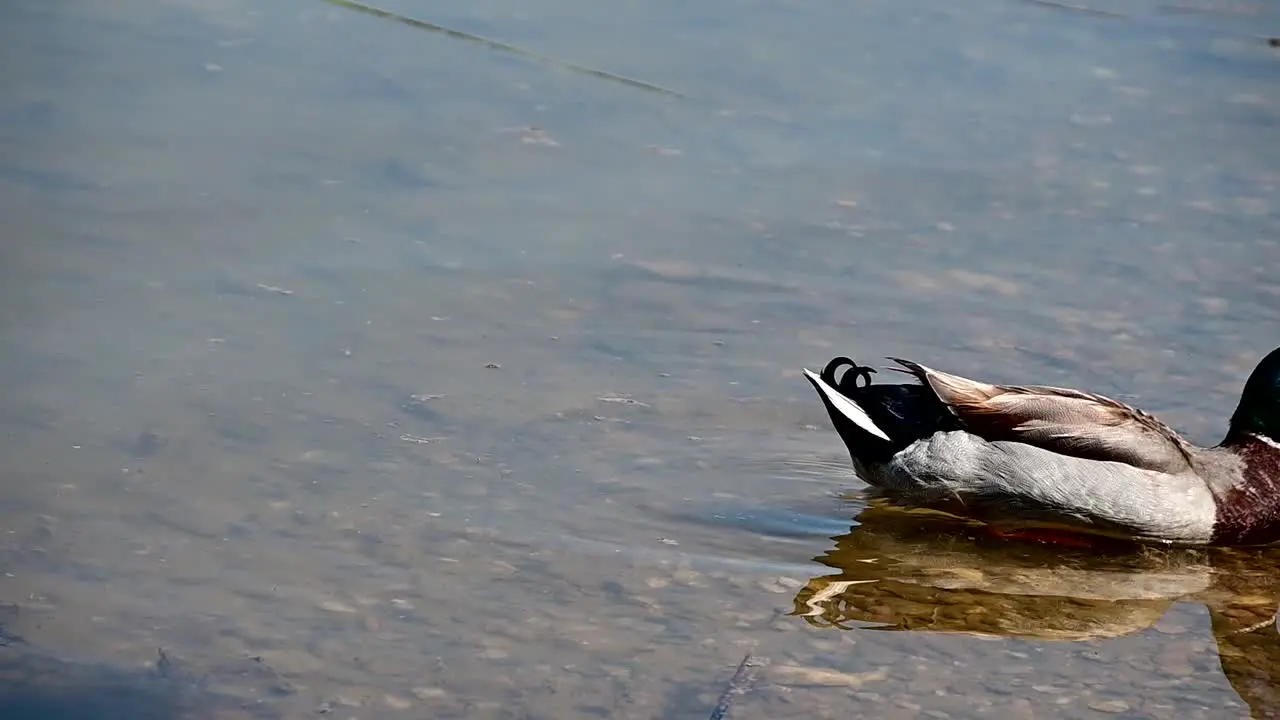 single mallard duck in the pond