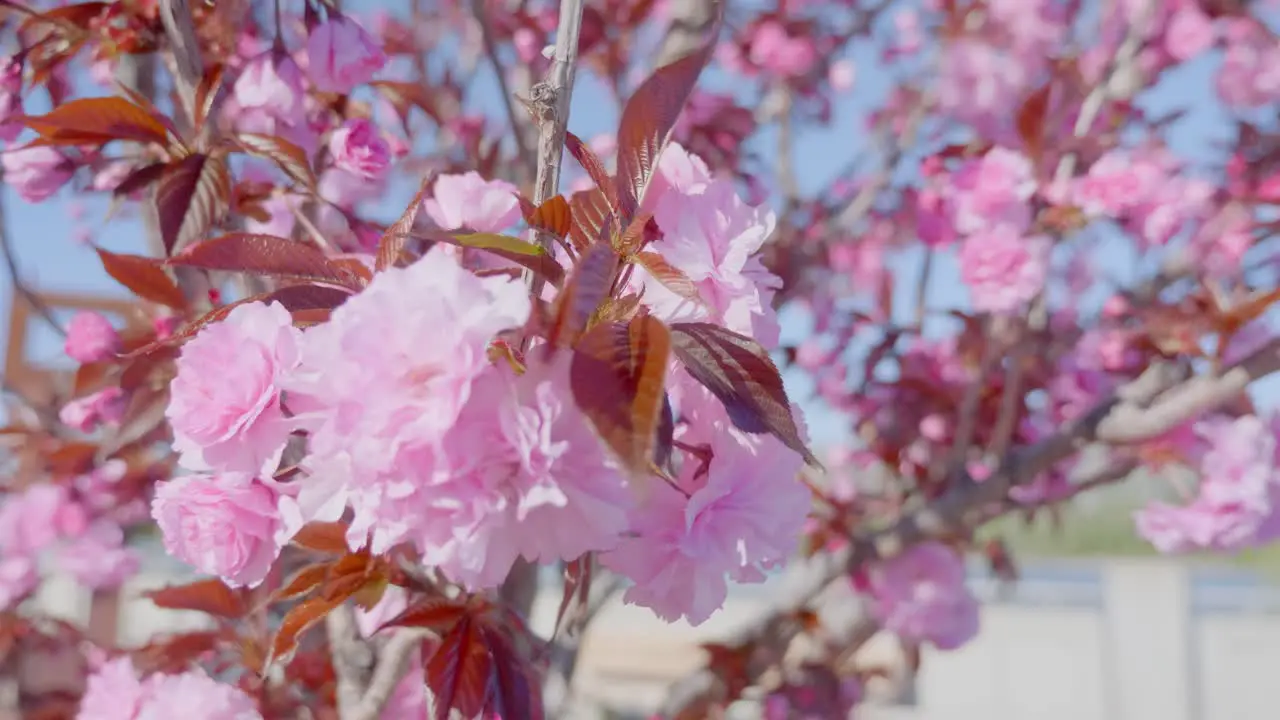 Beautiful Spring tree flowers blossom close up