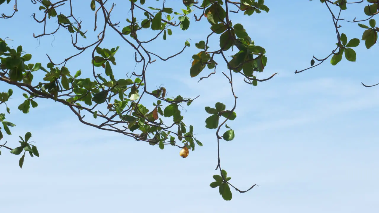 The powerful strong branches of a Malabar tree hang on the blue background of the sky above