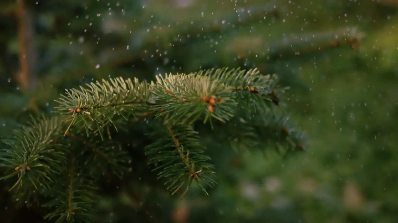 First snow The first snowflakes fall on the pine needles