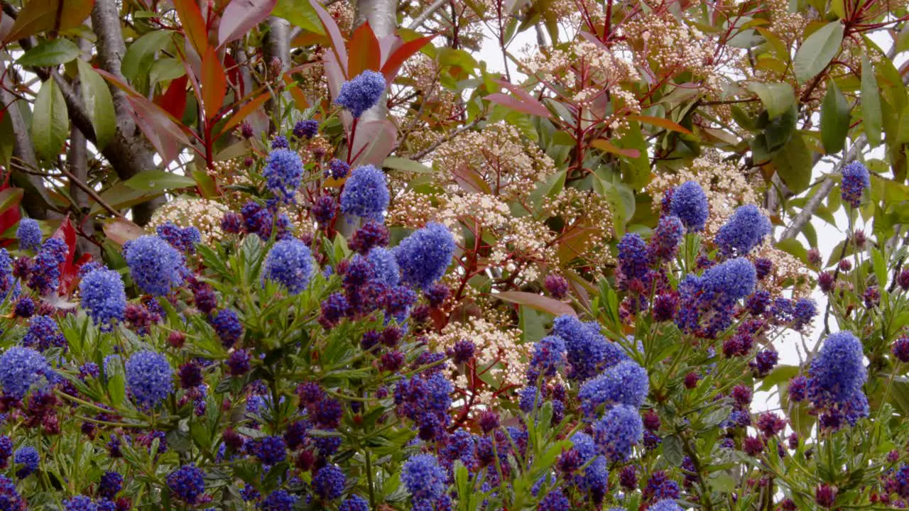 Mid shot of ceanothus and red robin in full flower