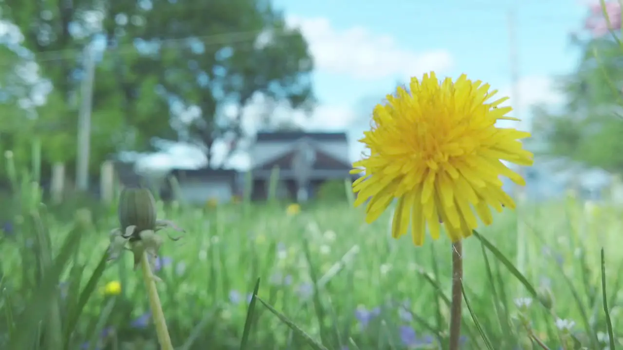 Dandelion moving in breeze