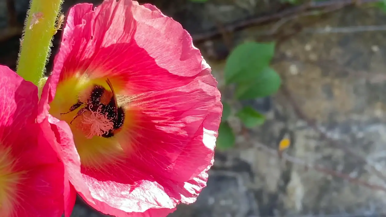 Close up of a bumblebee feeding on a flower and being covered in lots of pollen