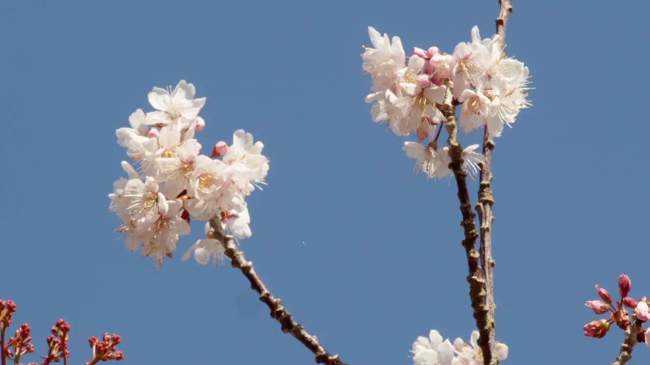 Tree blossom with bumblebee flying off and Blue sky