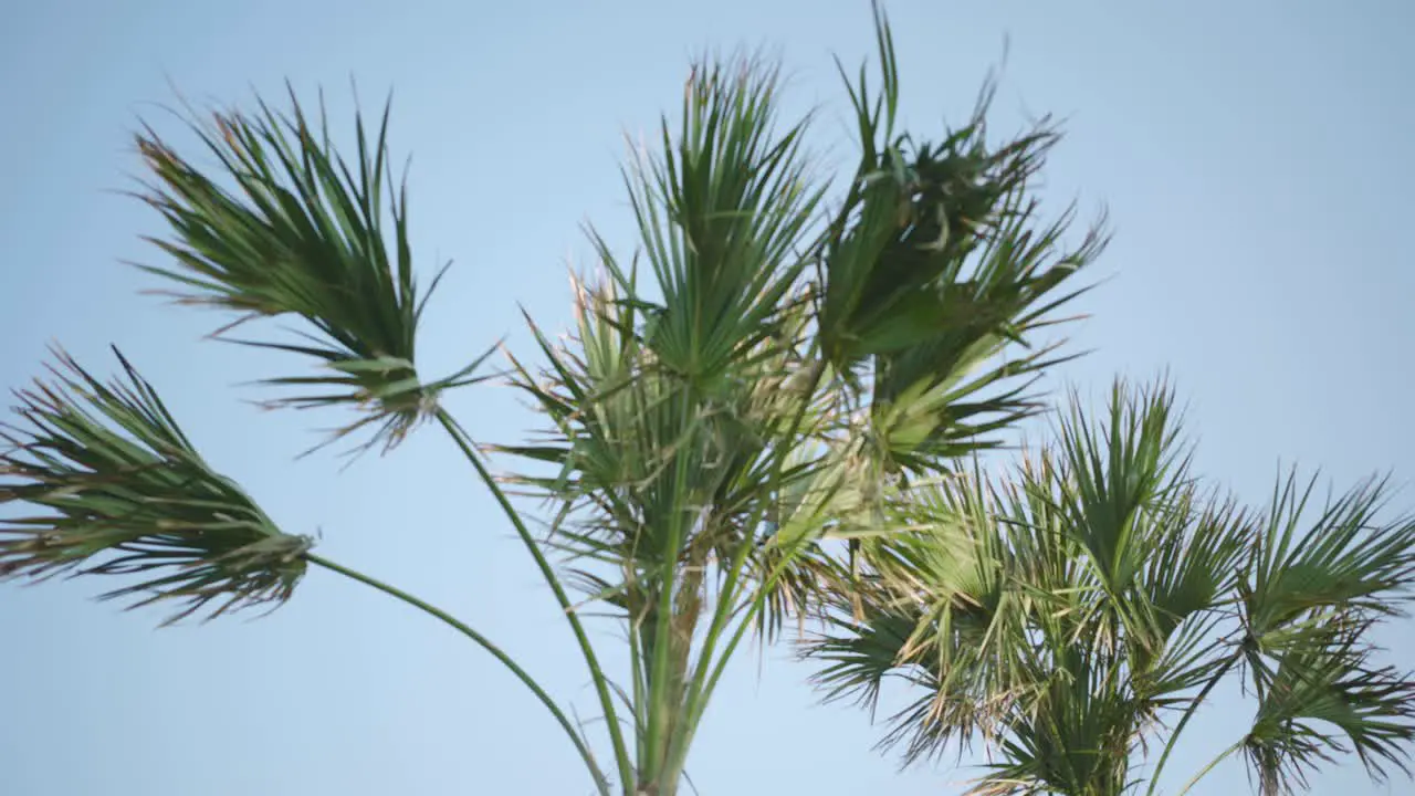 Low angle view of Palm trees in Galveston Texas