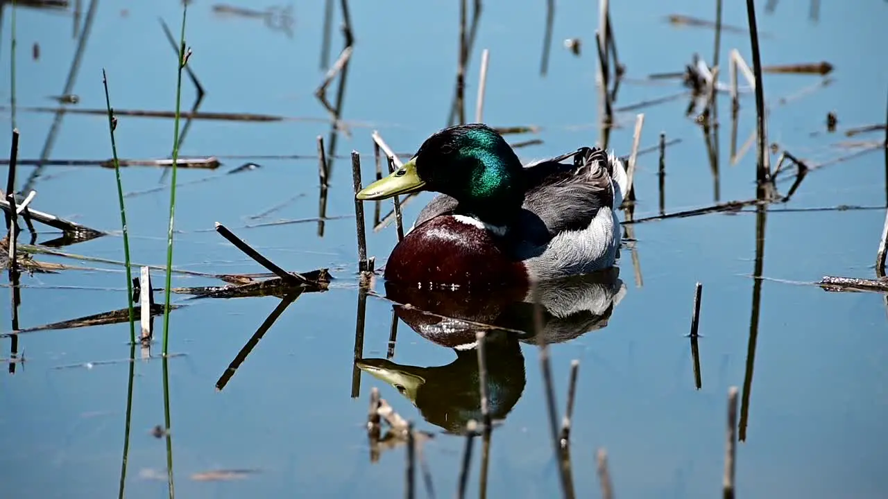 footage of single mallard duck near the shore of a lake