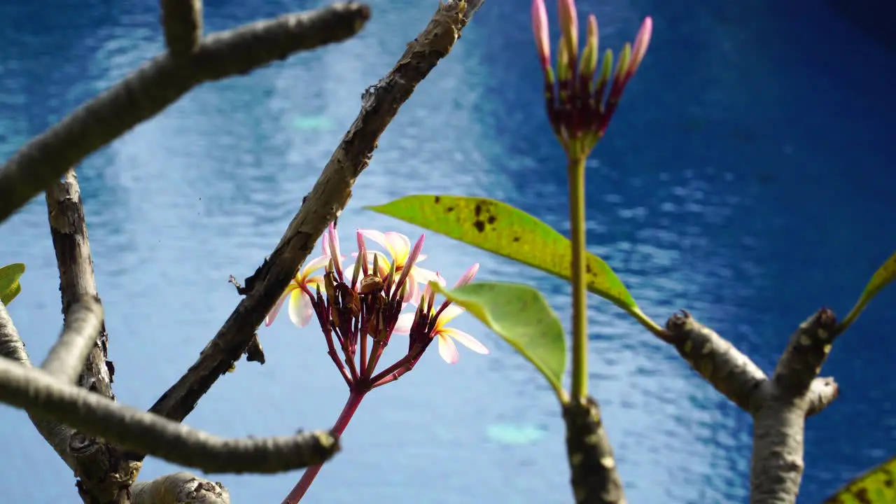 Plumeria plant with blooming flowers grown along pool side