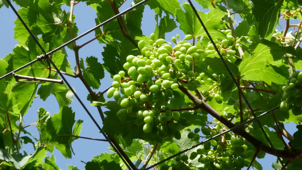 Greece Crete Young Grapes