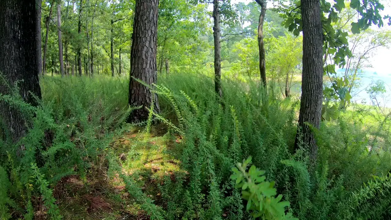 Wild ferns grasses blowing in the wind on lake shore