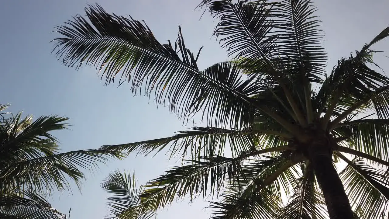 coconut tree leaves fluttering in the wind tropical vacation background