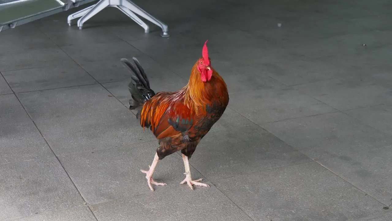 Rooster pauses in public area before walking off in the Cook Islands where they are common around towns