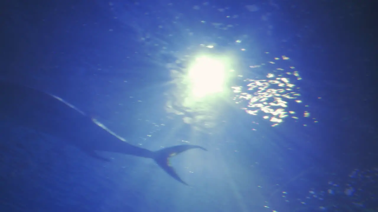 Underwater view of big fish swimming against the light