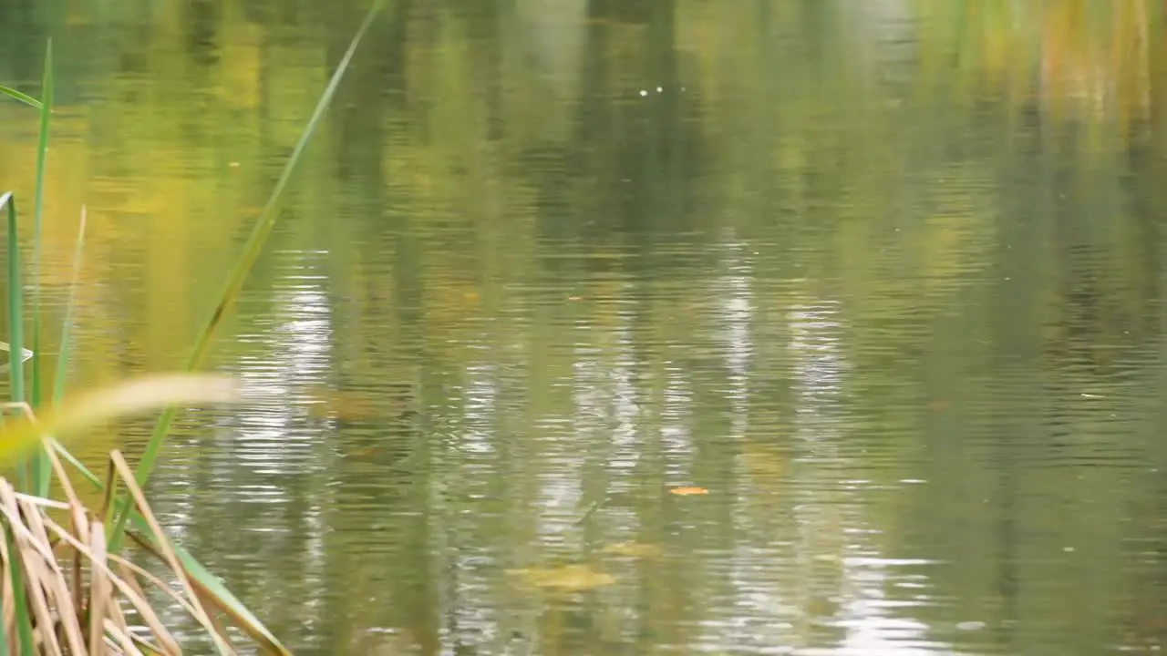 Raining down on water dripping on water pond