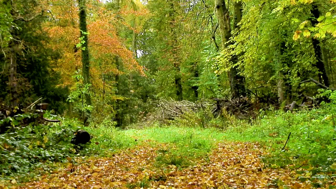 Golden coloured fallen leaves covering a woodland track in the county of Rutland England