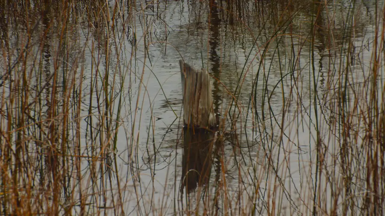 Stump in a pond with yellow grass