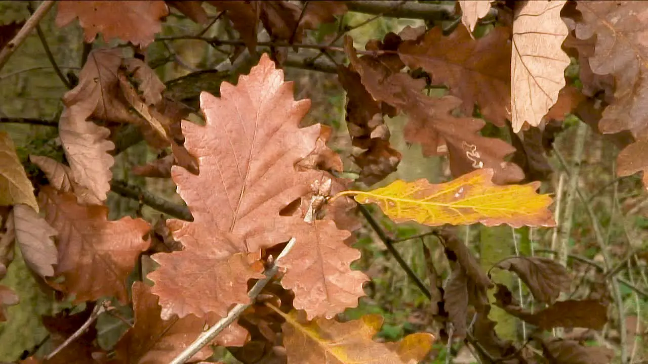 English Oak leaves in full autumn colours hanging from a branch of an oak tree in Rutland England