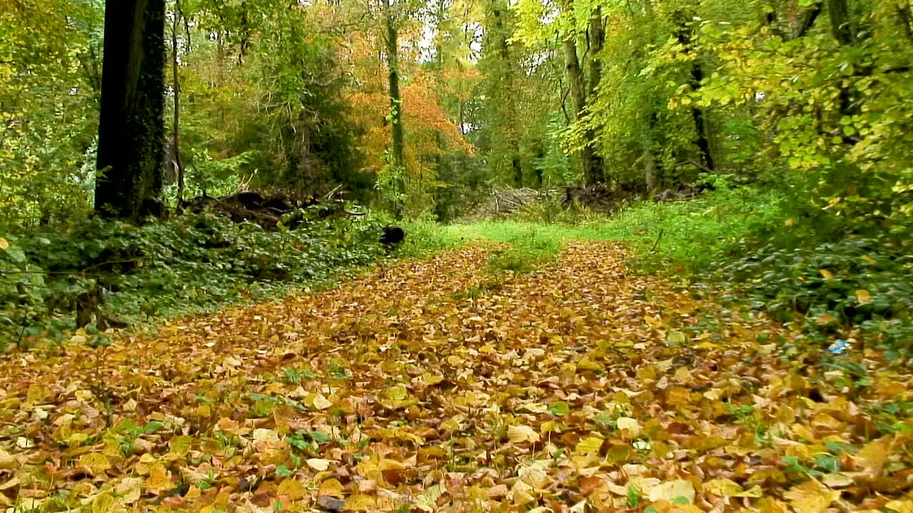 Fallen leaves covering a woodland track in the county of Rutland England