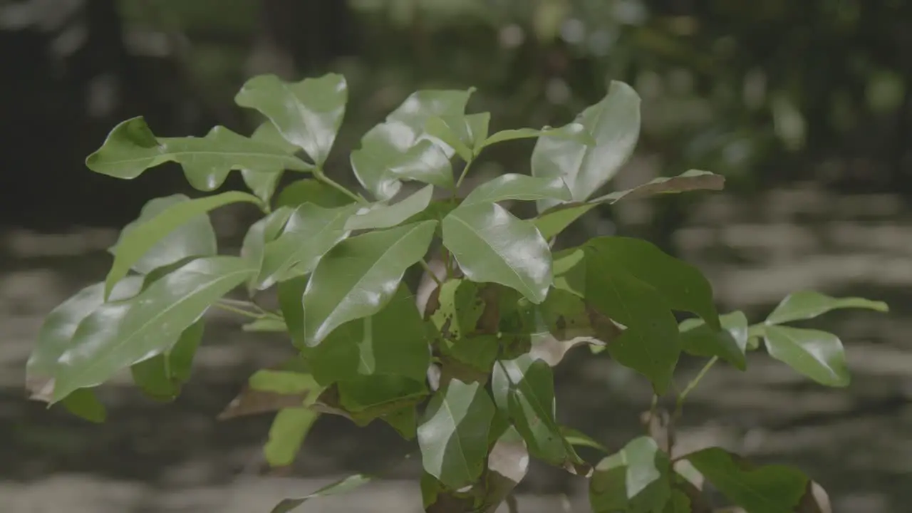 A bush waving in the wind