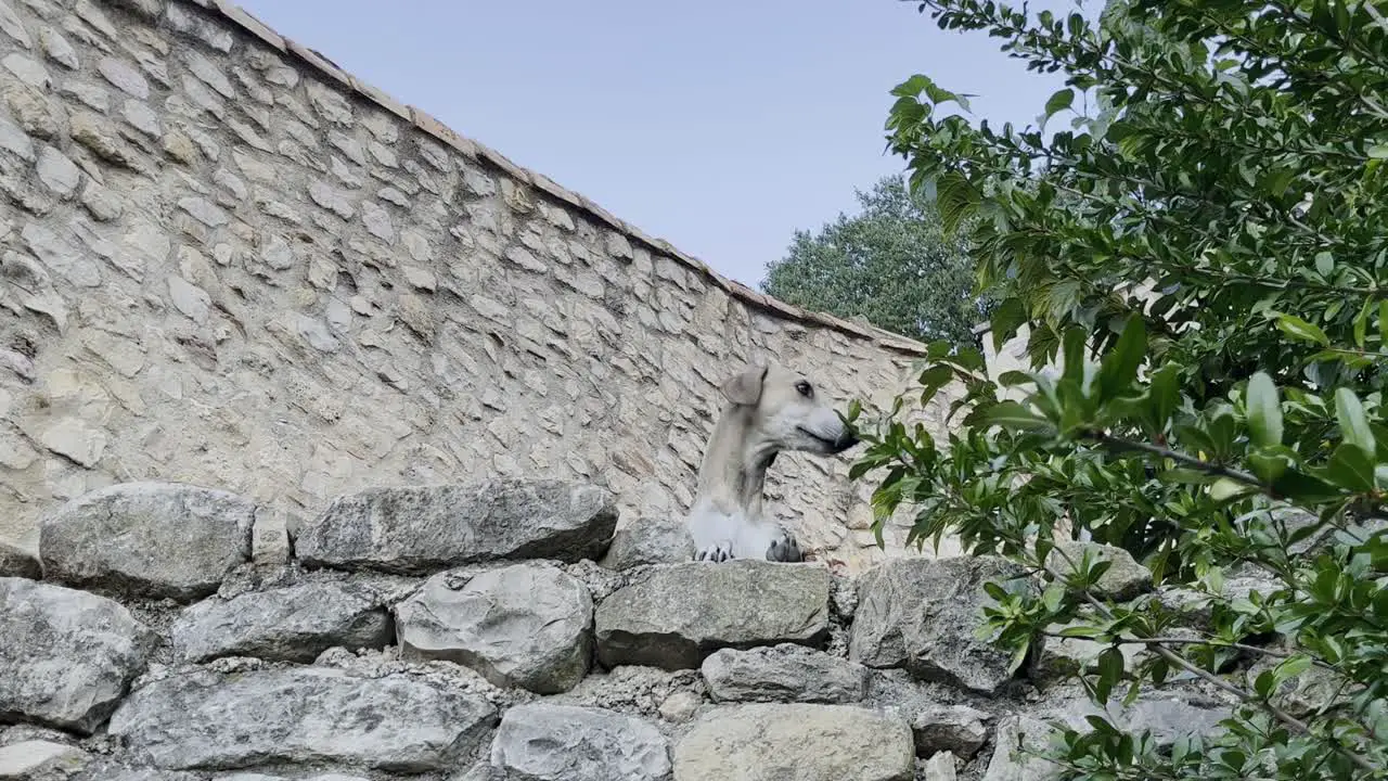 Dog with white fur looks with his head over a stone wall in good weather in France