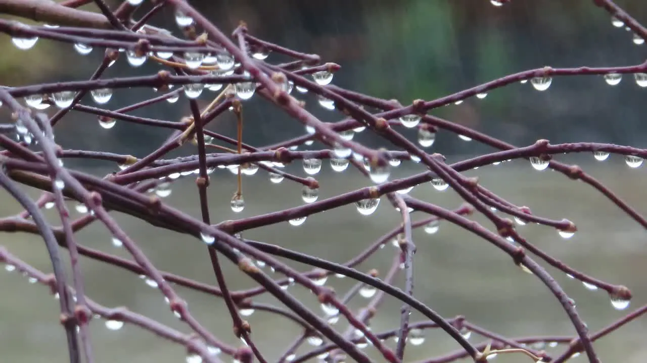 Raining on small tree onto wood branches twigs and sticks with handing droplets of water and dripping as well as rain in the background blurred and out of focus