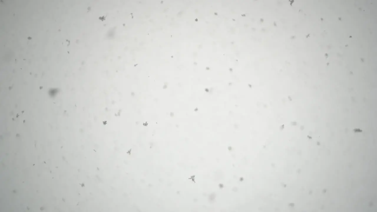 snowing heavily with big flakes looking upwards very shallow depth of field with darker edges of the frame