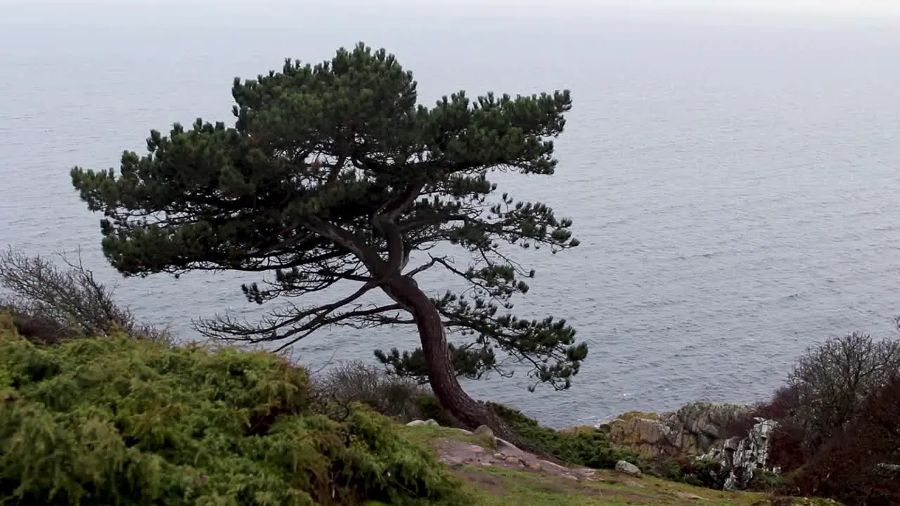 Lonely tree waves in the wind on a cliff by the ocean in cloudy weather