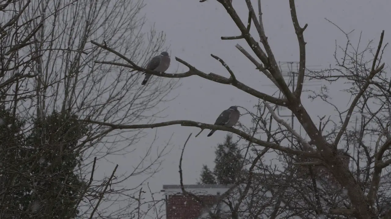 Two Pigeons Resting On Tree Branch Outside In Garden Snowing