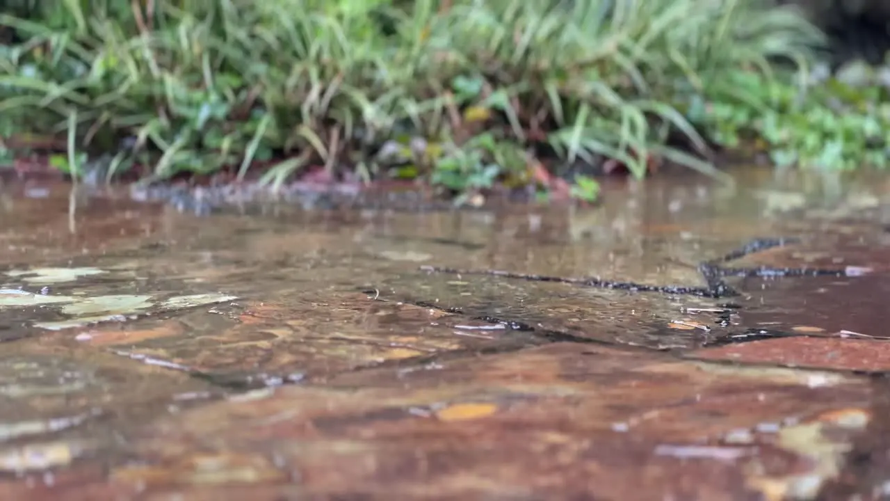 close up of rain water drops falling into big puddle on asphalt