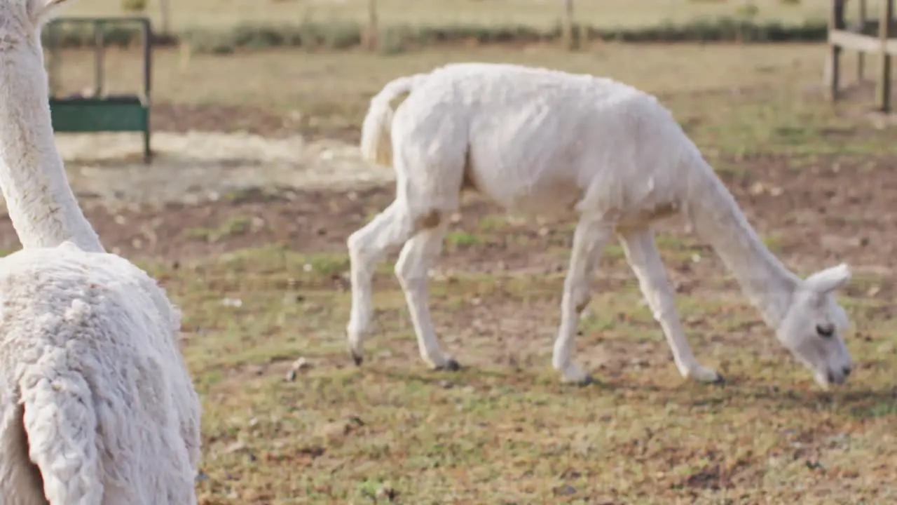 Close up of white lamas and horses at farm slow motion