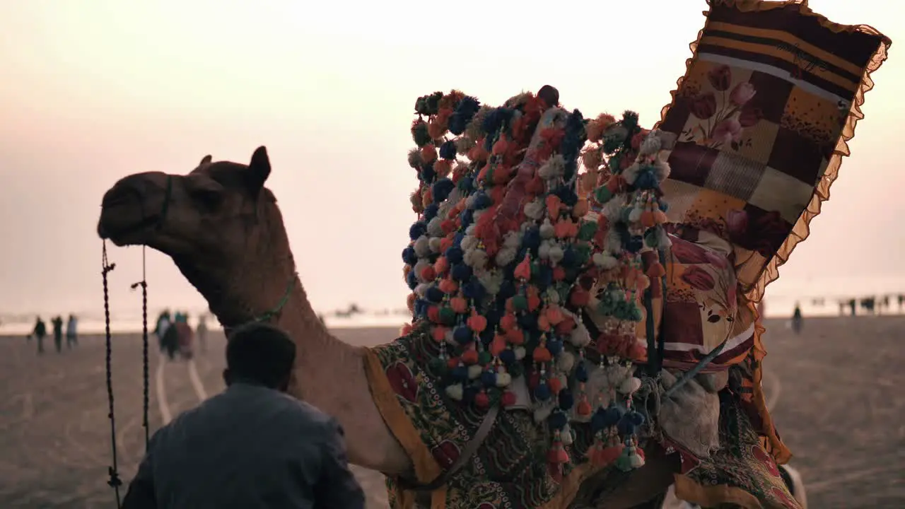 Decorated Camel At Clifton Beach During Sunset With Owner