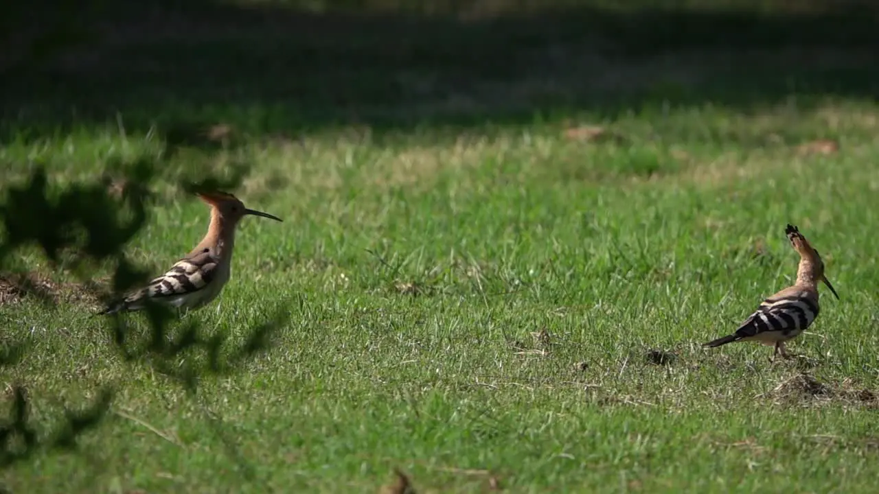 Couple of Eurasian Hoopoe interacting on the grass