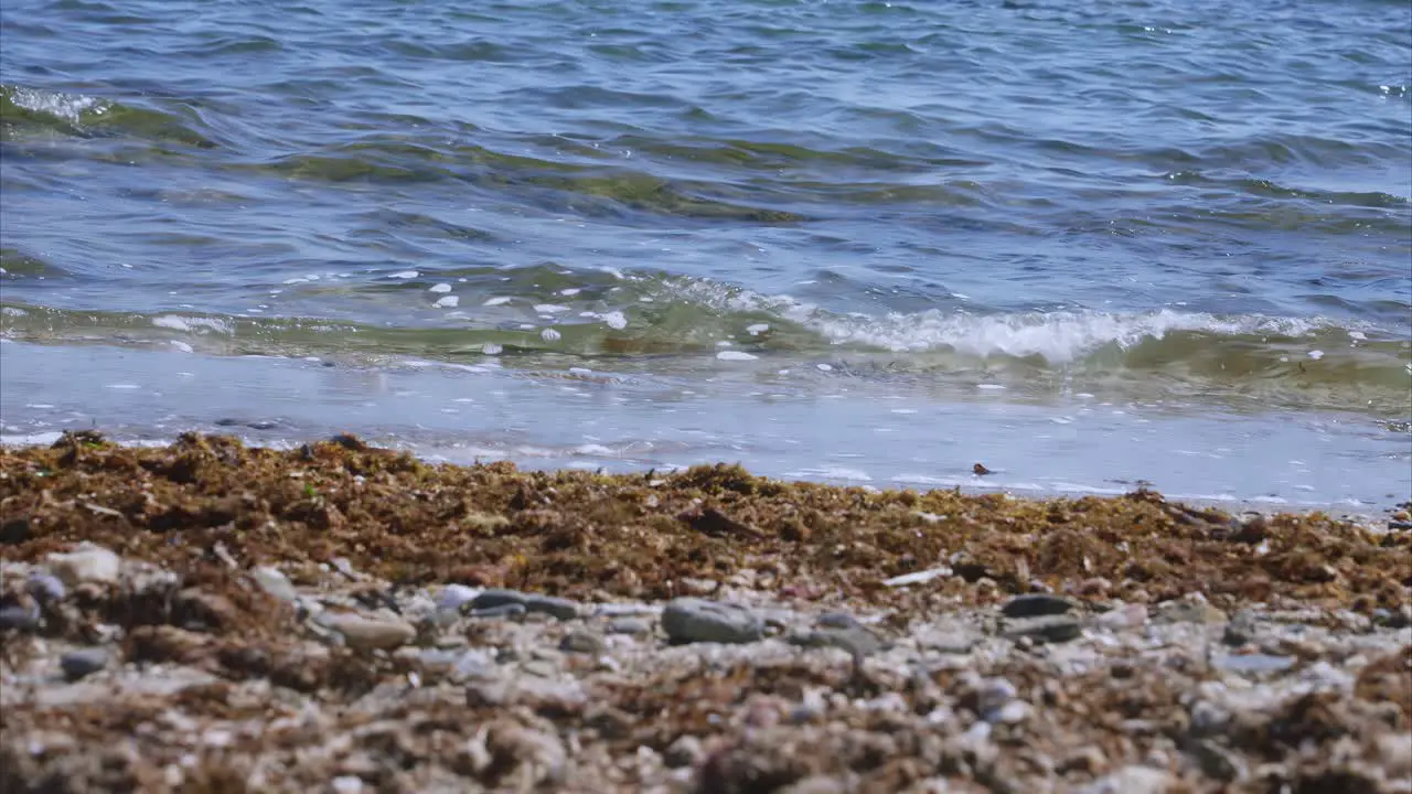 Seaweed beach waves in slow motion