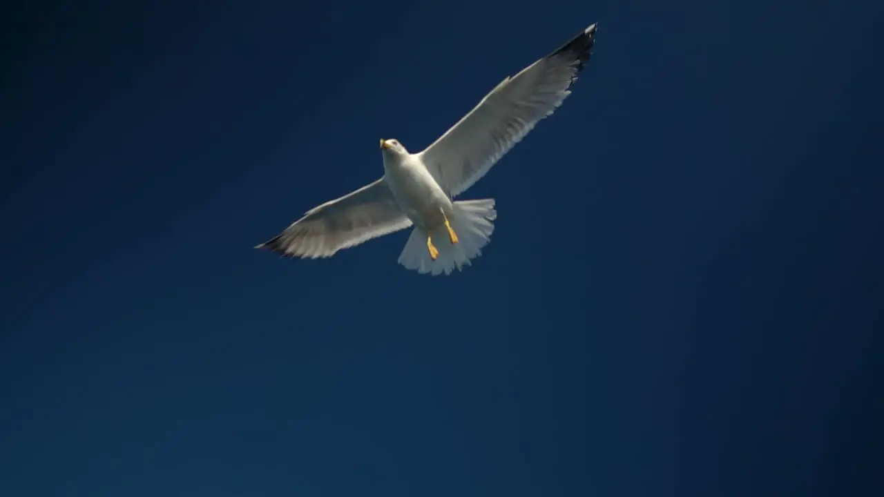 Seagull flying above the camera on a dark blue sky in slow motion