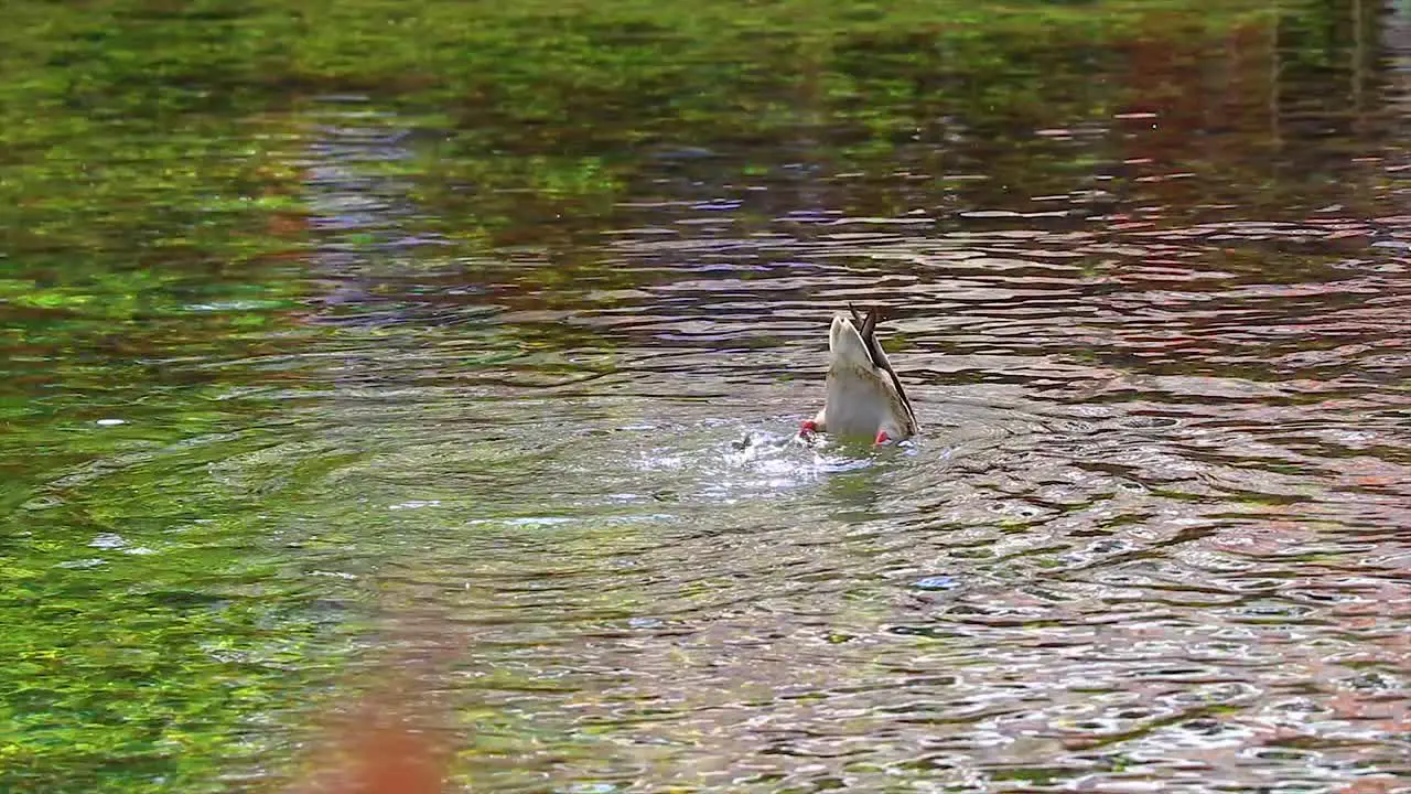 Duck in water diving in trying to snatch food from the lake with the legs flailing outside of the water